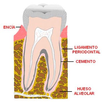 que es el periodonto