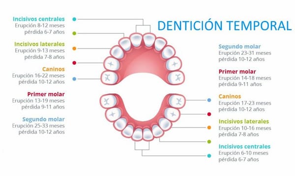 erupción dental 